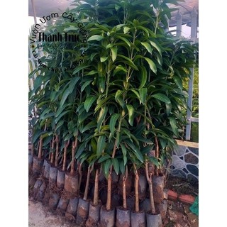 🌳cây giống xoài đài loan chuẩn giống từ vườn cái mơn/ bến tre - cây giống chuẩn