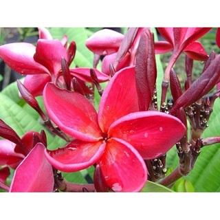cây giống cây sò đò cam (cây hoa phượng hoảng đỏ lửa)