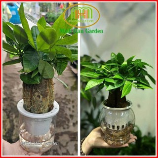  Chậu cây kim ngân thuỷ sinh để bàn phong thuỷ tuổi Tuất không cần đất dễ trồng Minh Hân Garden 