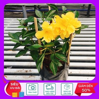 Cây hoa dâm bụt cánh kép màu vàng - cây cảnh trang trí - hkng