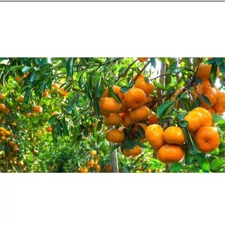 Cây giống quýt đường không hạt