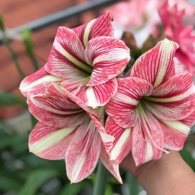 Củ Lan Huệ Úc - Amaryllis Party Animal Maguire - Chuẩn Màu Hoa
