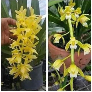 Địa lan kiếm vàng _Chuẩn giống