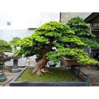 Cây giống tùng la hán - cao trên 1m