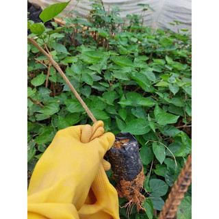 Cây giống hoa thiên lý ( bầu giống )