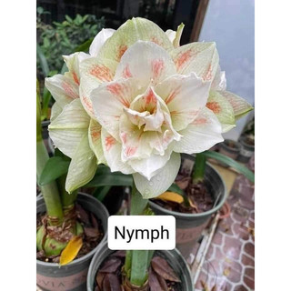 Củ hoa lan huệ tây kép nymph - củ giống 19