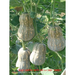 Gói 10 hạt giống bí đỏ hồ lô
