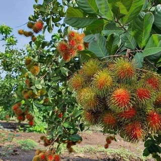 Cây giống chôm chôm thái (1cây)
