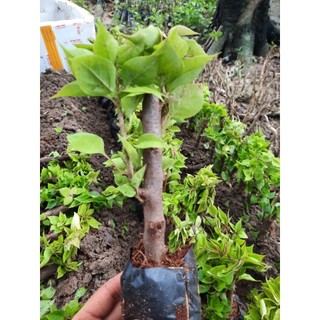 Cây Giống Hoa Giấy  thái