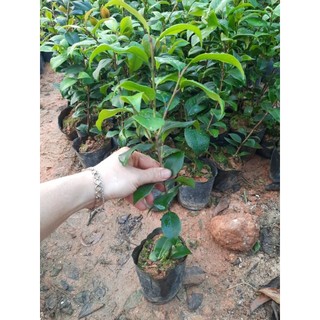 Cây hoa trà my xanh bầu bát