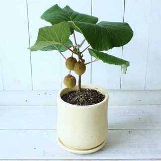 Cây giống kiwwi lùn(1 bầu)