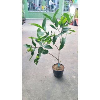 Cây Giống Mận Xanh Đường Sóc Trăng, mận xanh ST, cây khỏe đẹp trồng chậu sẵn hoa trái