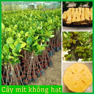 Cây giống mít không hạt không xơ múi to giòn ngọt