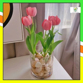 Củ hoa Tulip giống F1 Hà Lan _củ giống tốt