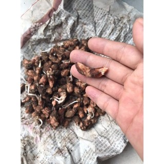 Củ hoa bướm đêm (củ sẵn mầm như hình7&8) - Chùm Củ Giống