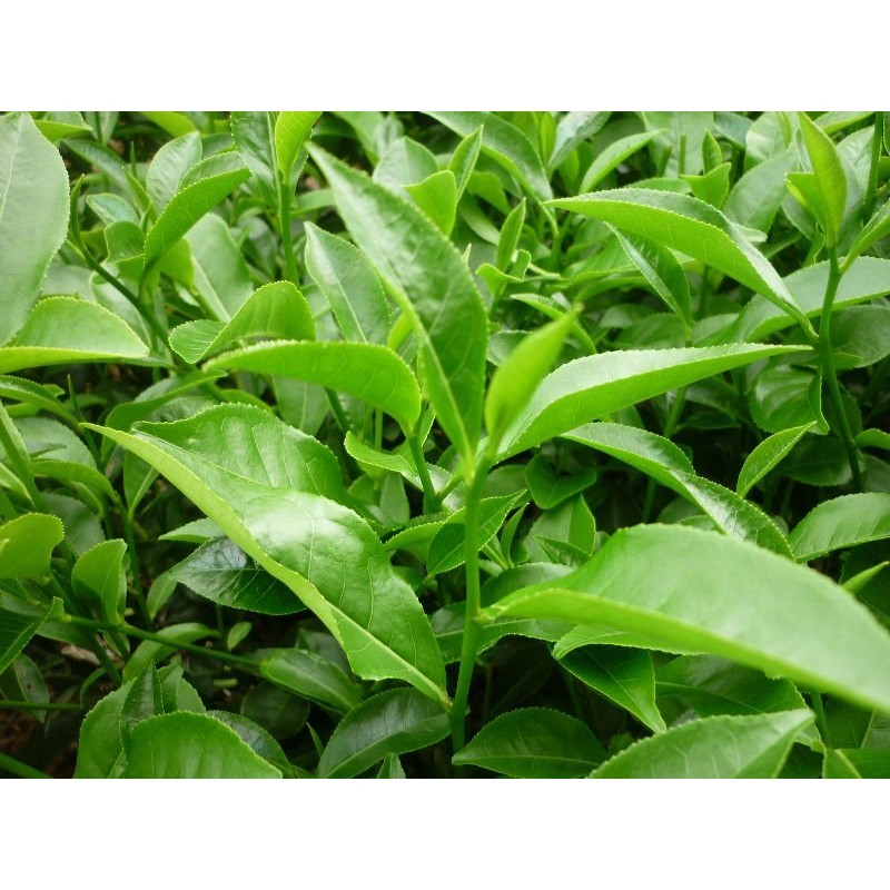 Cây giống Chè Xanh Thái Nguyên. (Freeship Xtra, Voucher Xtra +)
