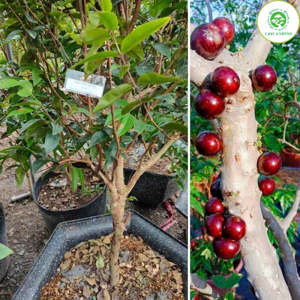 Cây Nho thân gỗ 12 vụ ra trái quanh năm cao 50cm - Giống nho Vip nhất trong các dòng nho thân gỗ)