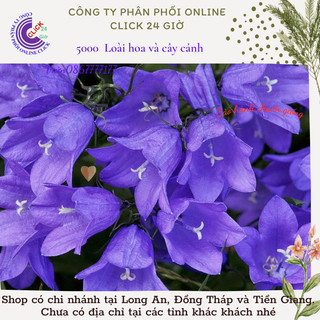 Chậu hoa cát cánh - Hoa chuông tím - Hoa cánh thảo ️🏠 Siêu thị KM
