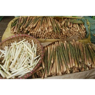 Cây giống măng sặt siêu ngon- đặc sản vùng tây bắc
