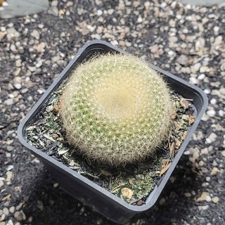 Xương rồng Thiên Nga gieo hạt size~5cm khỏe đẹp thuần khí hậu