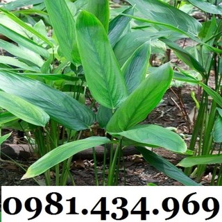 Củ Bình Tinh (Dong Đao, Dong Tróc, Mì Tinh) 01KG Chất Chuẩn Chất