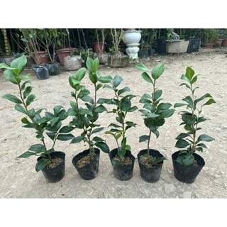 CÂY HOA TRÀ MY 3 MÀU (được chọn màu)