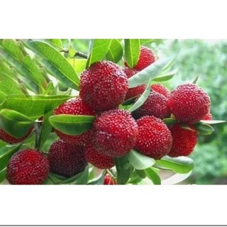 Cây giống thanh mai - Cây Giống Chuẩn
