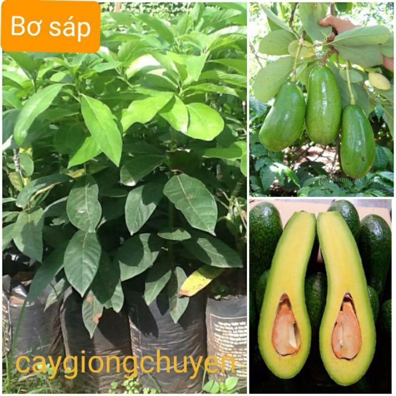 GIỐNG CÂY BƠ SÁP  034 (cho trái sau 1 năm)