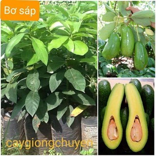 Giống cây bơ sáp 034