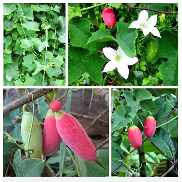 Hạt giống Cây Bình Bát Dây ( mảnh bát ) - gói 20 hạt