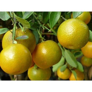 Cây giống quất chua thái quả vàng chuẩn giống f1