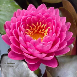 Củ hoa milinkan hoa súng thơm cánh kếp xếp kép - củ giống minh sang