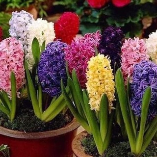 Củ giống hoa tiên ông nhiều màu - được chọn màu _Chuẩn giống tốt