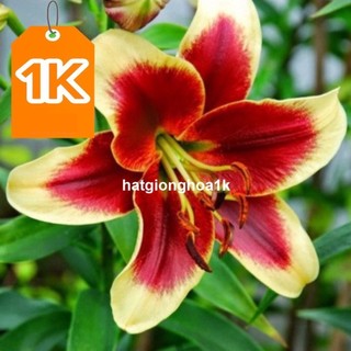 Deal 1k deal 1k củ ly cao hà lan siêu hoa mix đủ màu _củ giống vũ toàn