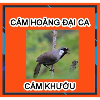 Cám Chim Khướu Hoàng Đại Ca, Cám Chất Gói dùng cho các loại chim khướu.