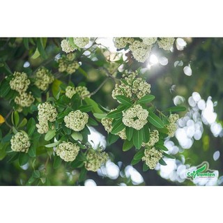 Cây giống hoa sữa( CÂY GIỐNG BAN MÊ XANH)