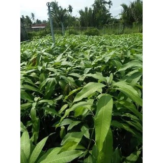 Cây giống Xoài hạt lép(1cây)