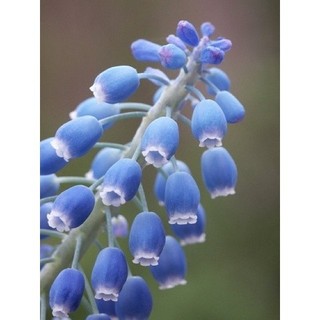 Củ hoa muscari