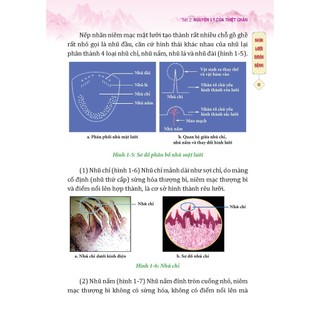 Sách - Đông y thiệt chuẩn (bìa mềm) - (MT)