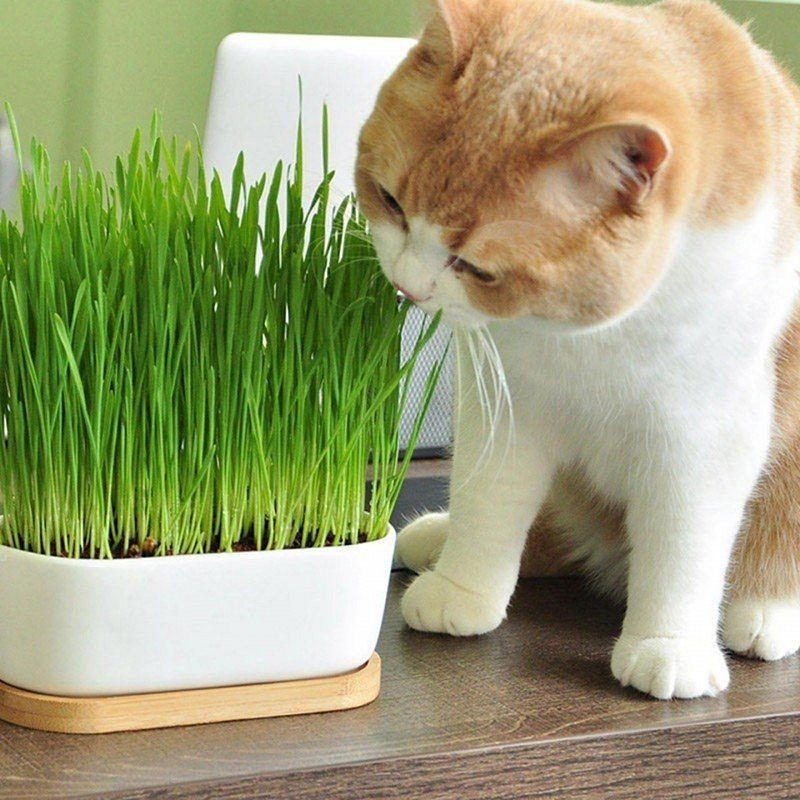 Gói hạt giống cỏ trồng cho mèo hỗ trợ tiêu hoá cho mèo _Shop Chu Hoàn