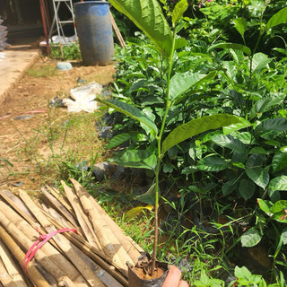 5 Cây giống chay ruột đỏ