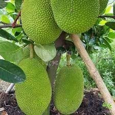 Giống mít thái quả siêu to - cây giống chuẩn