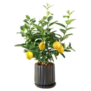 Cây chanh ngón tay Úc trứng cá muối đỏ sâm panh ghép Cây chanh bốn mùa ra quả cùng năm _chuẩn giống