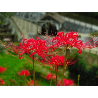 CỦ HOA BỈ NGẠN nhiều màu