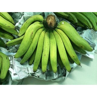Cây giống Chuối Thanh Tiêu [ CÂY ĐẸP KHỎE 50 CM ] [ GHN ]