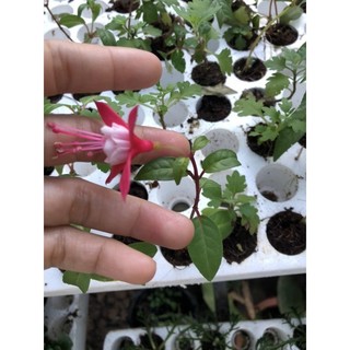 cây giống hoa lồng đèn