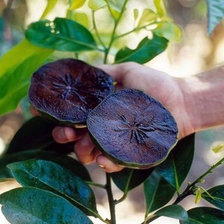 Cây giống hồng đen sôcôla - cây giống tốt