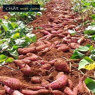 Combo 10 dây khoai lang giống siêu củ/siêu đọt (cây giống xanh/đỏ dài ~35cm)