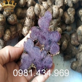 100 củ ngải đen giống đẹp mới mới