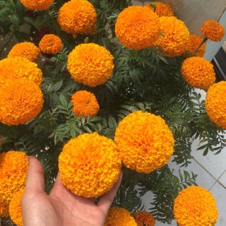 Hạt giống hoa Vạn thọ Cam lùn (khoảng 100 hạt)
